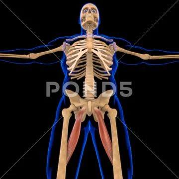 Adductor Longus Muscle Anatomy For Medical Concept D Illustration