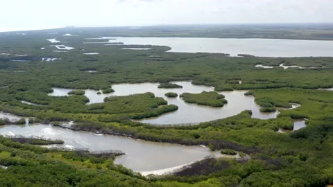 Aerial View Of Mangrove Tree Forest And Stock Video Pond5