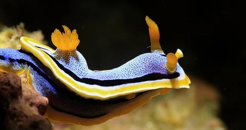 Anna S Chromodoris Nudibranch Chromodor Stock Video Pond5