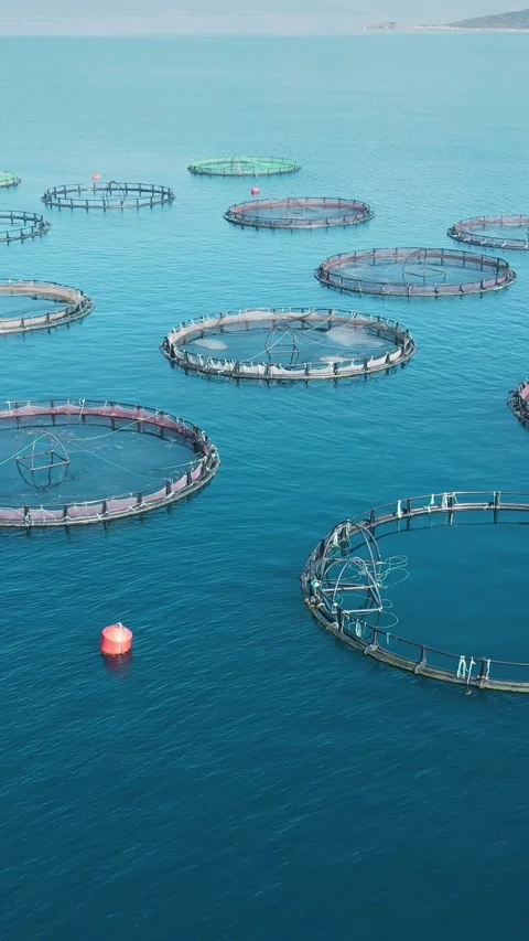 Aquaculture Cages Of Fish Farm In Aegean Stock Video Pond5