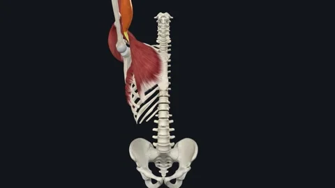 Biceps Brachii Elbow Flexion 3D Stock Video Pond5