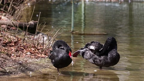 Black Swan Cygnus Atratus In A German N Stock Video Pond