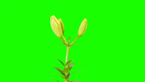 Blooming White Lily Flower Buds Green Sc Stock Video Pond5