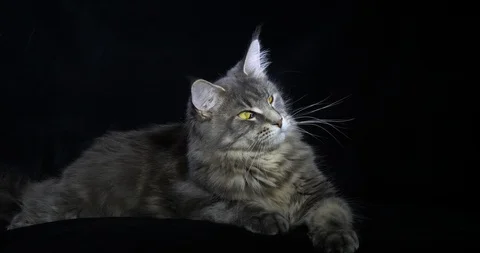 Blue Blotched Tabby Maine Coon Domestic Stock Video Pond5