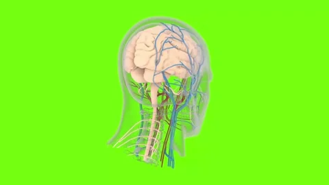 Brain Scan Visualization Animation Diag Stock Video Pond5