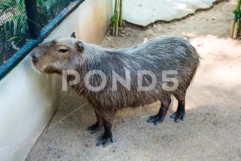 Capybara Largest Rodent In The World Capybara Sitting On Green Grass