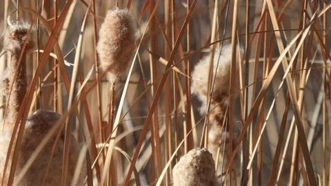 Foliage Cattails Stock Footage Royalty Free Stock Videos Pond5