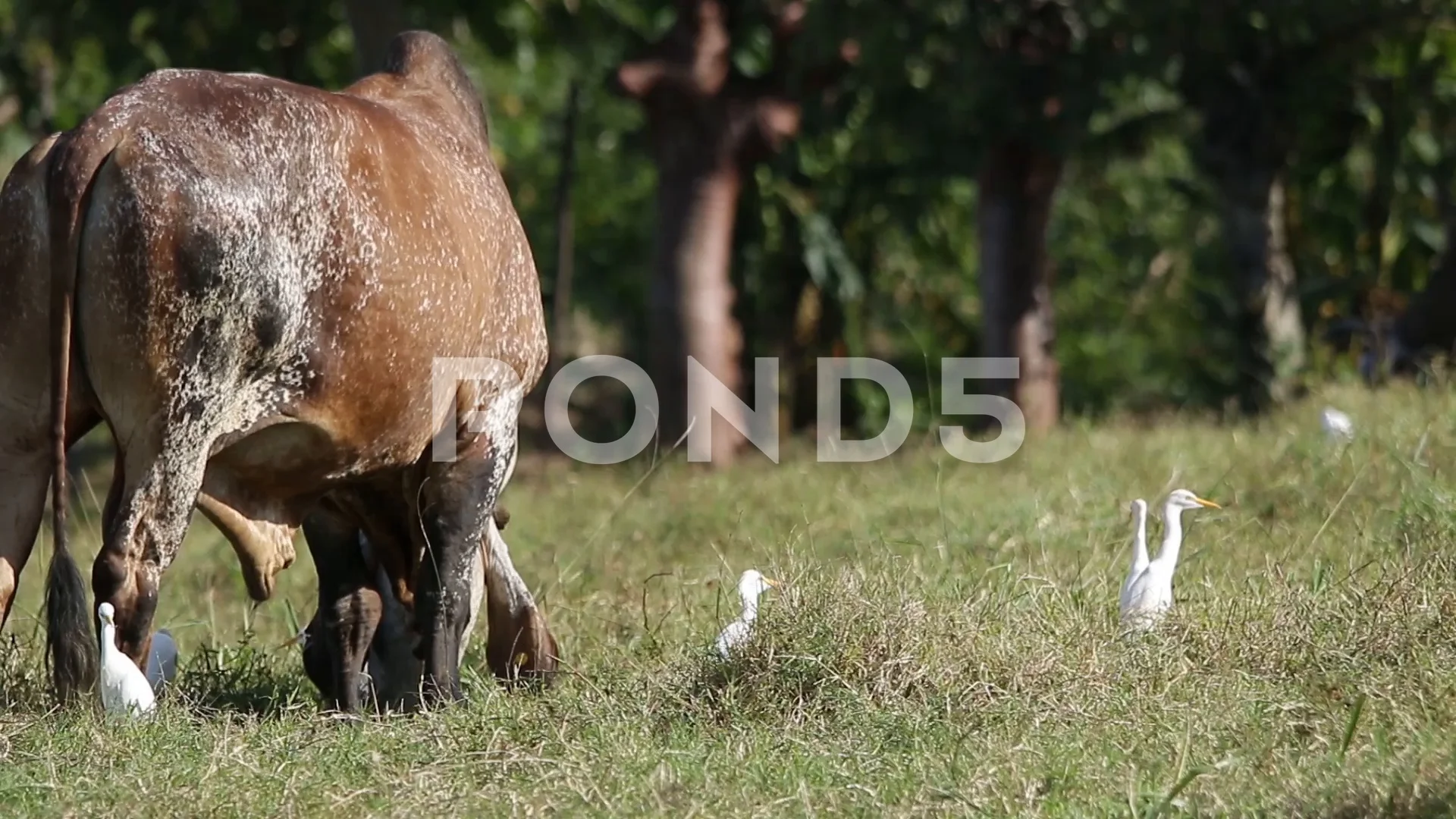 Symbiotic Relationship Between A Cattle Egret And Cow All About Cow