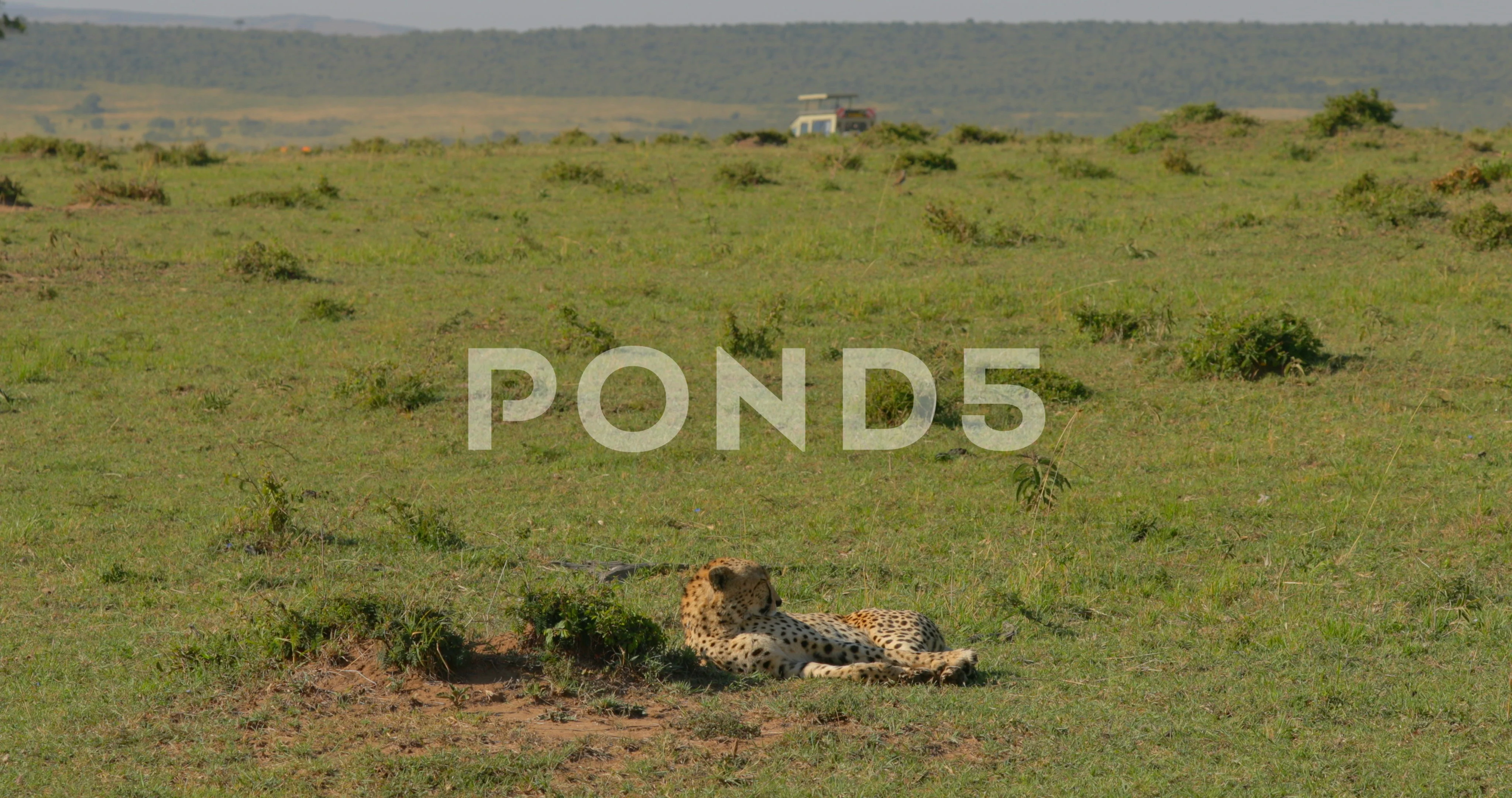 Masai Mara Game Reserve, Kenya онлайн №3362267 Masai Mara Game Reserve, Kenya № 3362266 бесплатно