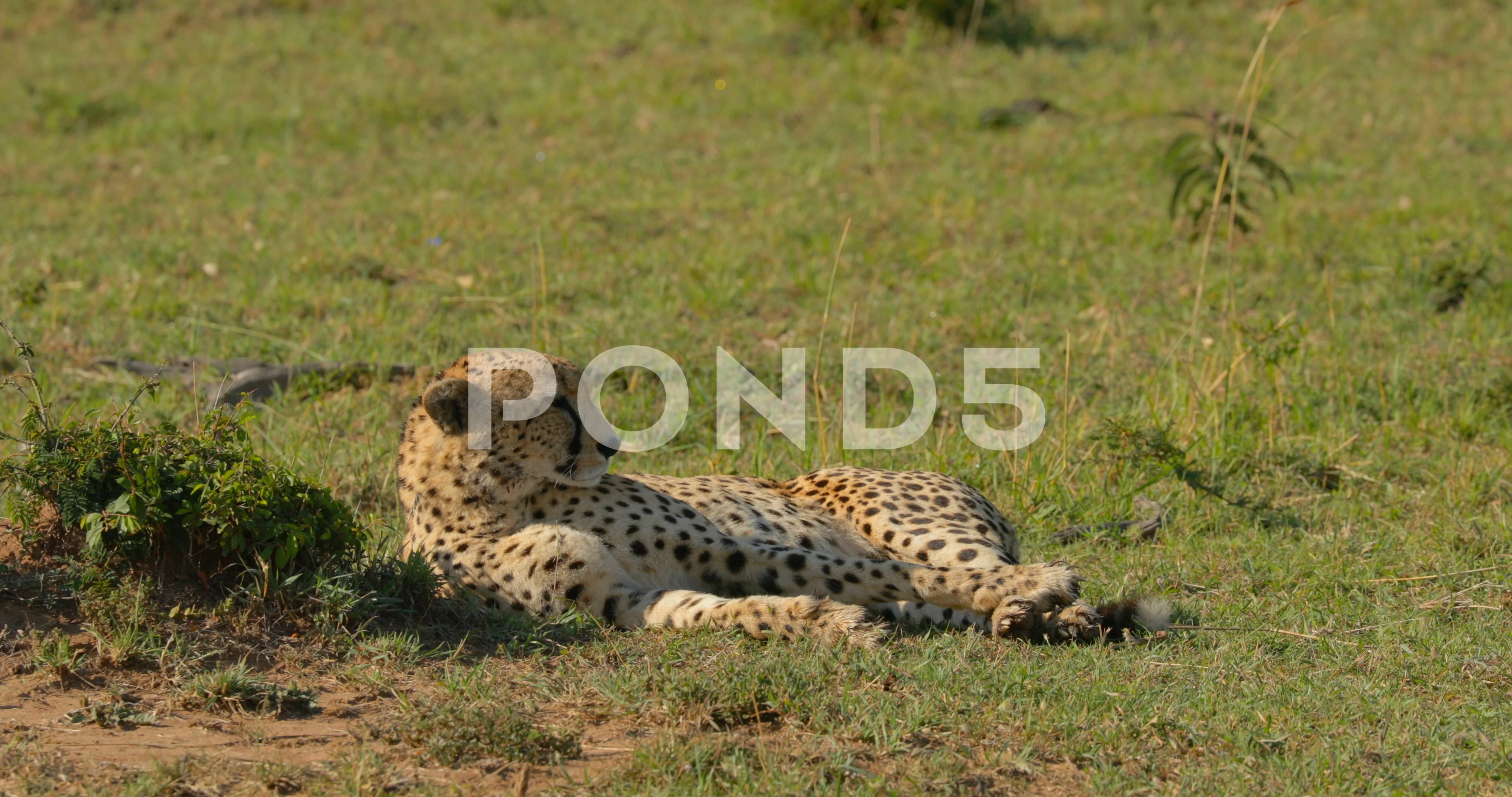 Masai Mara Game Reserve, Kenya анонимно №3362343 Masai Mara Game Reserve, Kenya № 3362342 скачать