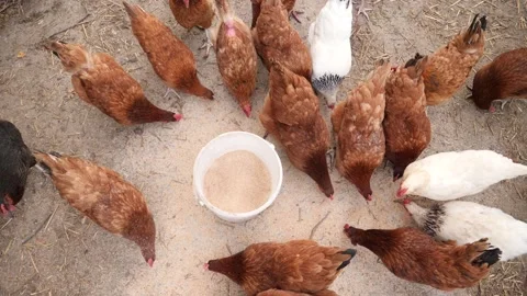 Chickens Peck Food Poultry On The Farm Stock Video Pond5