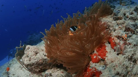 Clark S Anemonefish Amphiprion Clarkii Stock Video Pond