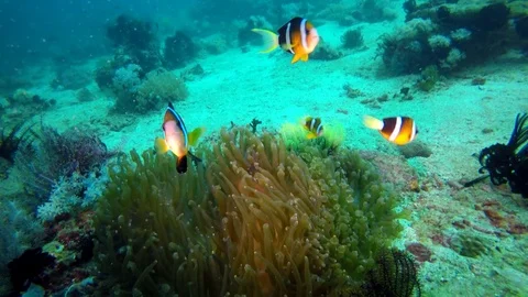 Clark S Anemonefish Amphiprion Clarkii Stock Video Pond5