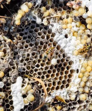 Destroyed Hornet S Nest Drawn On The Surface Of A Honeycomb Hornet S