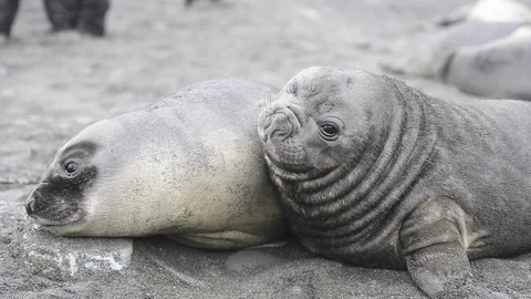 Elephant Seal Stock Video Footage Royalty Free Elephant Seal Videos