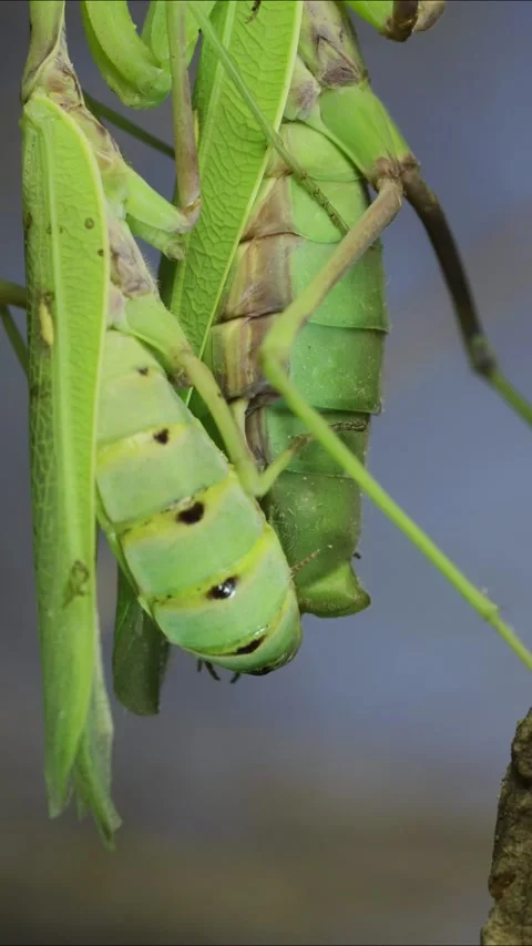 Extreme Close Up Of Mating Process Of Pr Stock Video Pond5