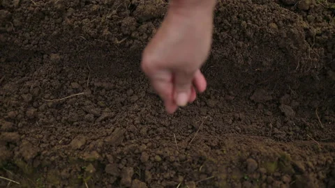 Farmer Hand Sawing Seed On Soil Close Up Stock Video Pond