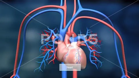 This Features The Heart And Circulatory System And How They Work