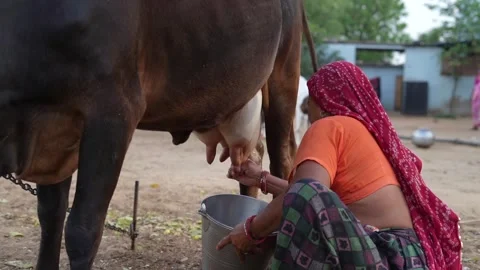 Female Hands Milking Cow Close Up Hand O Stock Video Pond