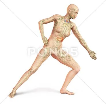 Female Naked Body With Full Lymphatic System Superimposed Anatomy