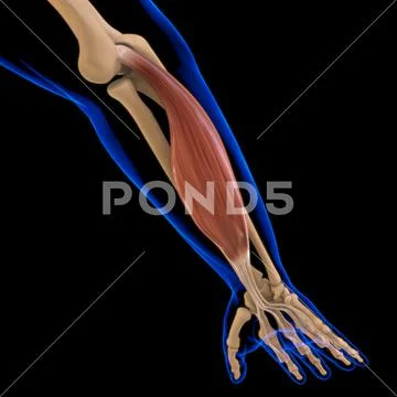 Flexor Digitorum Superficialis Muscle Anatomy For Medical Concept D