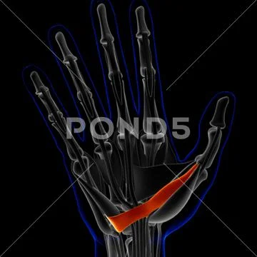 Flexor Pollicis Brevis Muscle Anatomy For Medical Concept D