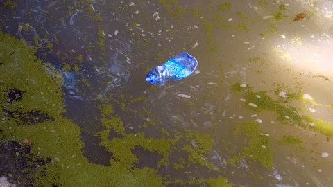 Floating Trash In Murky Water Algae Inf Stock Video Pond