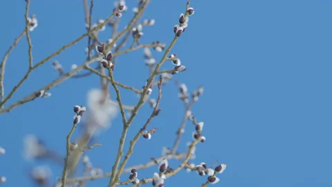 Fluffy Pussy Willow Buds Bloom Blue Sky Stock Video Pond5