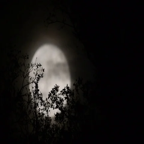 Moon Branch Tree Branch Moving Moon Background Stock Video Footage