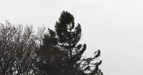 Gale Force Winds Blowing Trees In Ambles Stock Video Pond5