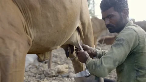 Hand Milking Cow Indian Farmer Pulling Stock Video Pond5