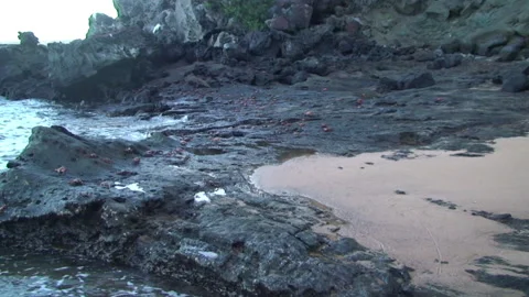 Huge Group Of Red Rock Crab Walking Edg Stock Video Pond