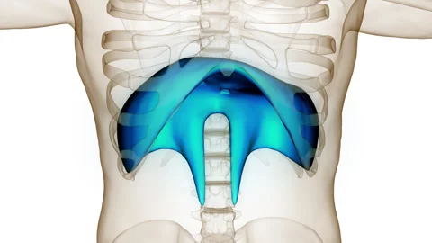 Human Respiratory System Diaphragm Anato Stock Video Pond5