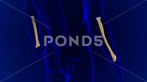 Human Skeleton Anatomy Radius Bone D Rendering Royalty Free