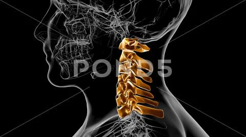 Human Skeleton Vertebral Column Cervical Vertebrae Anatomy D