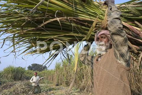 India Sugar Cane Farming INDIA Punjab Kharar Sugar Cane Farming