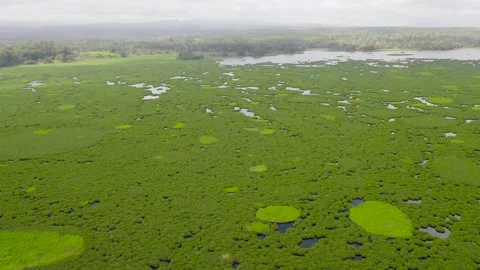 Lake With Mangroves On The Island Of Min Stock Video Pond