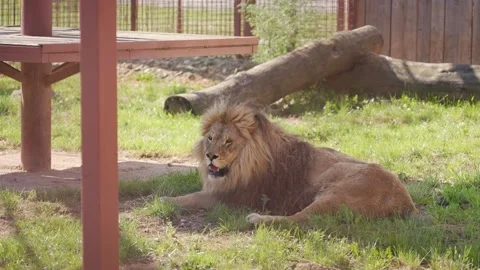 A Large Male Lion Lies On The Ground In Stock Video Pond