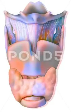 Larynx Drawing Larynx In Anterior View With Epiglottis Hyoid Bone