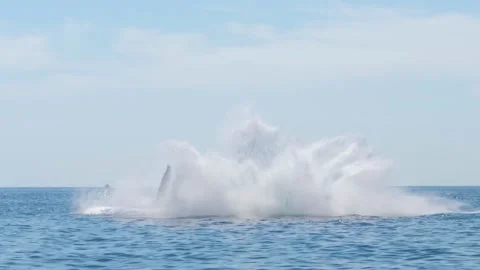 Massive Humpback Whale Thrills With Acr Stock Video Pond