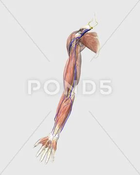 Medical Illustration Of Human Arm Muscles Veins And Nerves