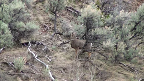 Mule Deer Odocoileus Hemionus Fauna U Stock Video Pond5