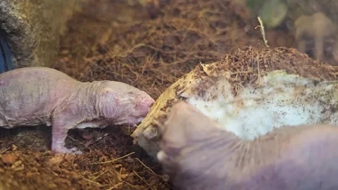 A Naked Mole Rats In A Borrow Eating Stock Video Pond5