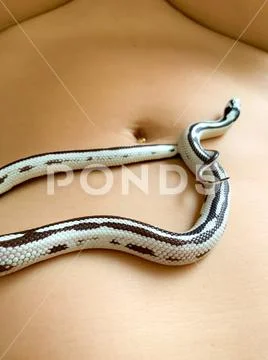 Naked Slender Girl With A Reptile Sexy Woman Lies And Snake Stock