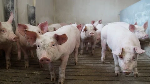 Pigs On An Modern Industrial Pig Farm Stock Video Pond5