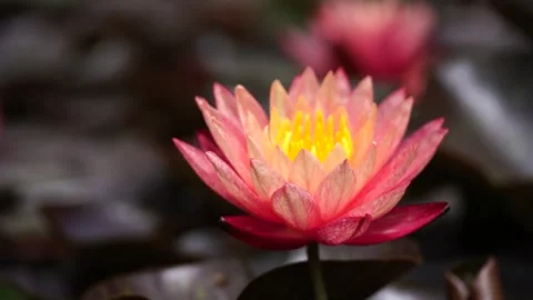 Pink Lotus Water Lily Flower In Pond Wa Stock Video Pond