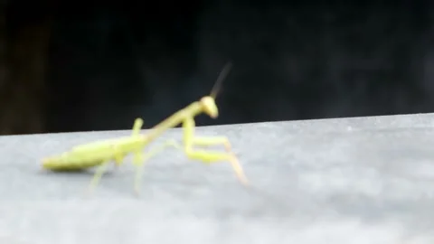 Praying Mantis Focus Reveal HD Stock Video Pond5