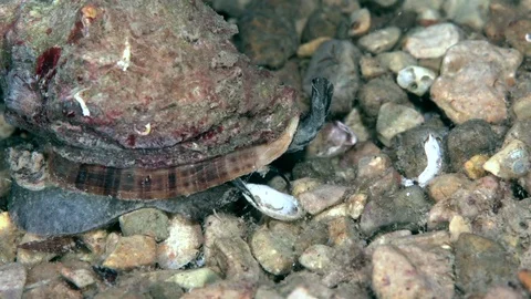 Rapana Venosa Common Name The Veined Ra Stock Video Pond