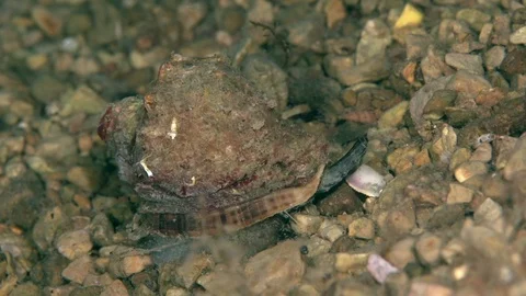 Rapana Venosa Common Name The Veined Ra Stock Video Pond