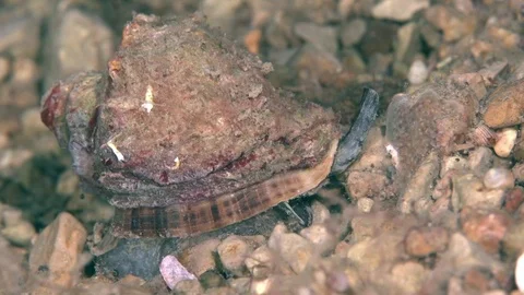 Rapana Venosa Common Name The Veined Ra Stock Video Pond